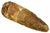 Fossil Spinosaurus Tooth - Real Dinosaur Tooth #327963-1